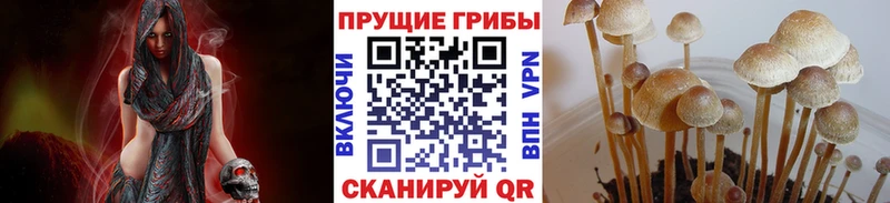 Псилоцибиновые грибы прущие грибы  купить  цена  даркнет формула  Камбарка 